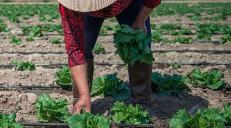 Salud descarta brote de ciclosporiasis en México