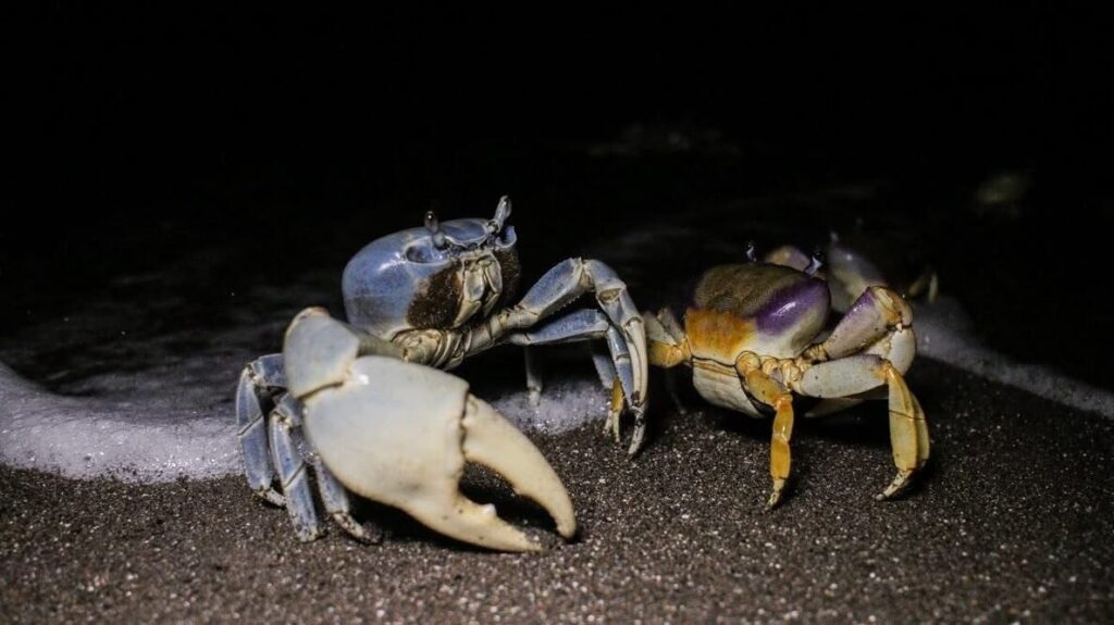 Denuncian captura ilegal de cangrejo azul en Veracruz 2 Denuncian captura ilegal de cangrejo azul en Veracruz
