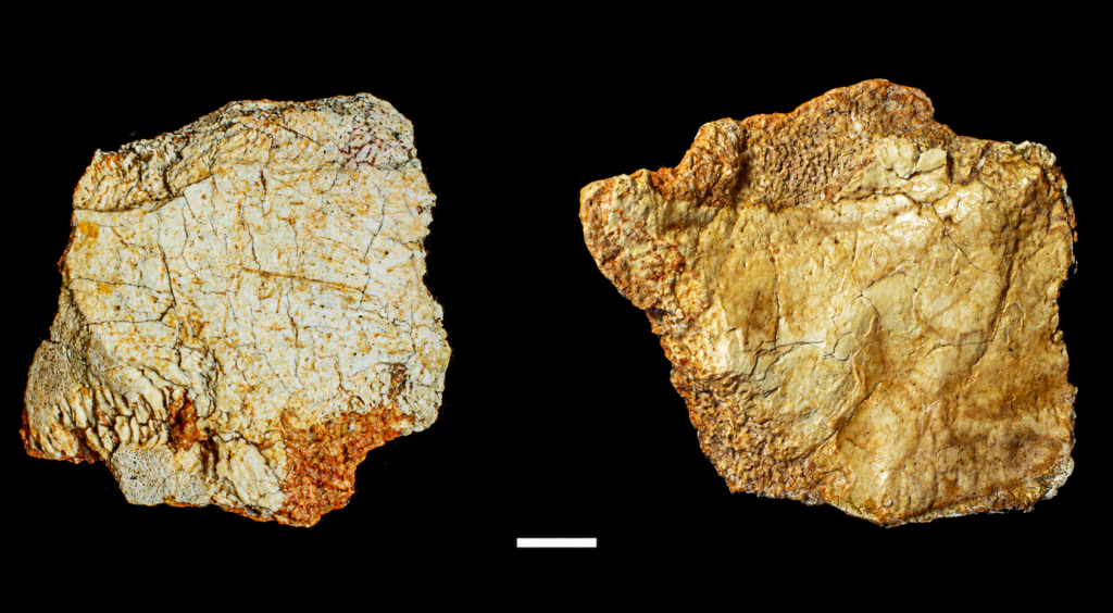 Hallan cráneo de 200 mil años en yacimiento de Ruidera 1 Hallan cráneo de 200 mil años en yacimiento de Ruidera