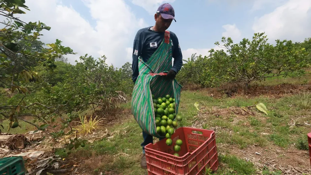 Papantla exporta primer cargamento de limón persa a Rusia 1 Papantla exporta primer cargamento de limón persa a Rusia