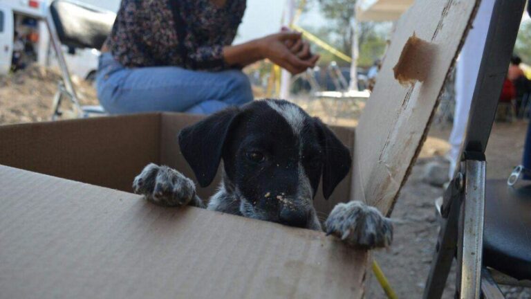 Maltrato animal aumenta en zona del Popocatépetl
