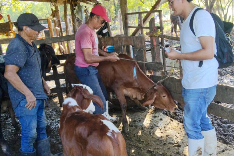 Casos de gusano barrenador en Tamaulipas suben a dos