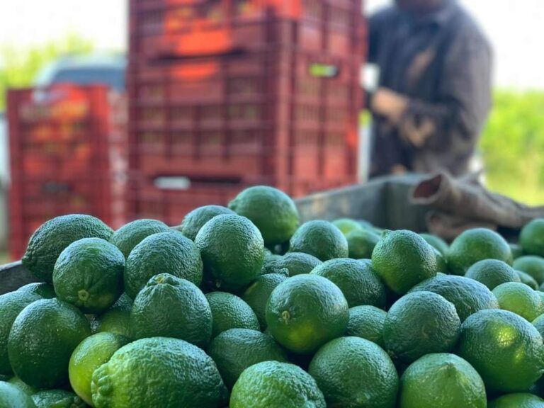 Papantla exporta primer cargamento de limón persa a Rusia