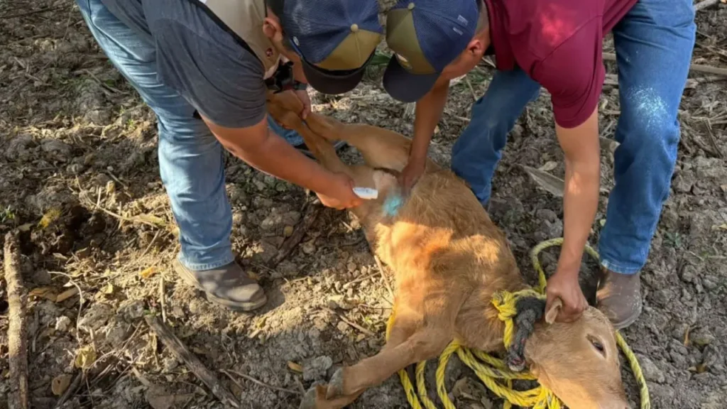 Casos de gusano barrenador en Tamaulipas suben a dos 1 Casos de gusano barrenador en Tamaulipas suben a dos