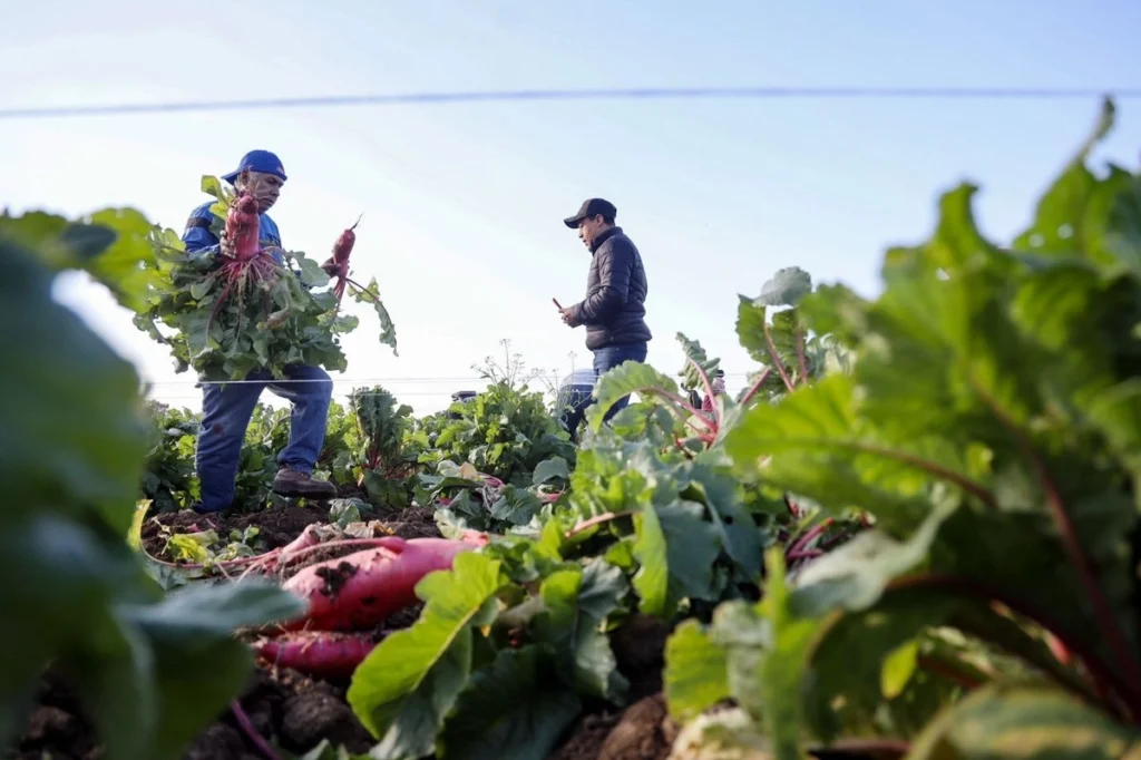 Sheinbaum: 21.6 millones aún enfrentan inseguridad alimentaria 1 Sheinbaum: 21.6 millones aún enfrentan inseguridad alimentaria