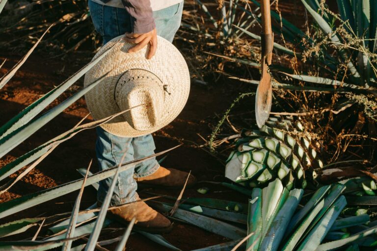 Tequila impulsa más de 166 actividades económicas