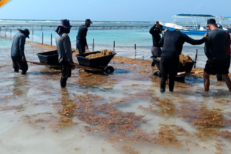 Retiran más de 2 mil toneladas de sargazo en Quintana Roo