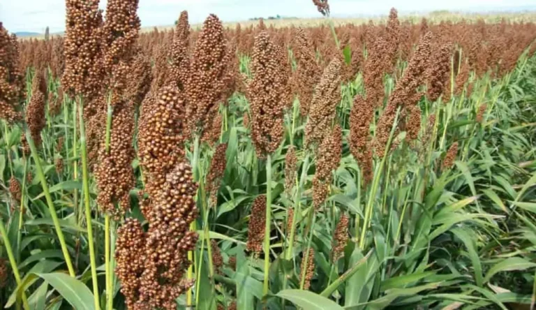 China abre mercado al sorgo de Sinaloa