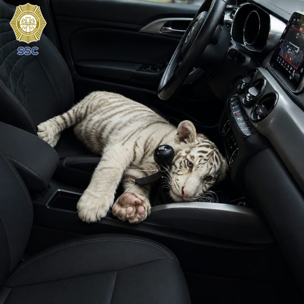 Detienen a hombre con cría de tigre blanco en Iztapalapa 2 Detienen a hombre con cría de tigre blanco en Iztapalapa