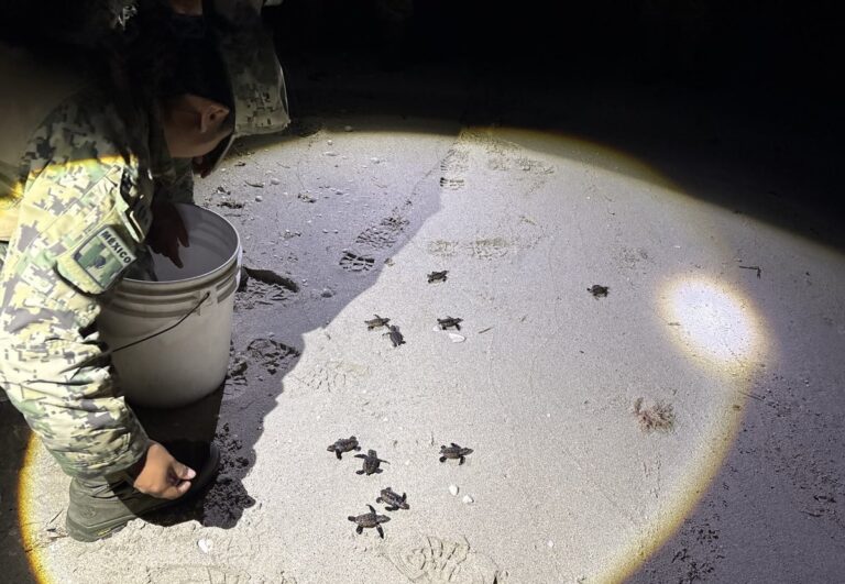 Marina rescata a nueve tortugas en carretera de Campeche