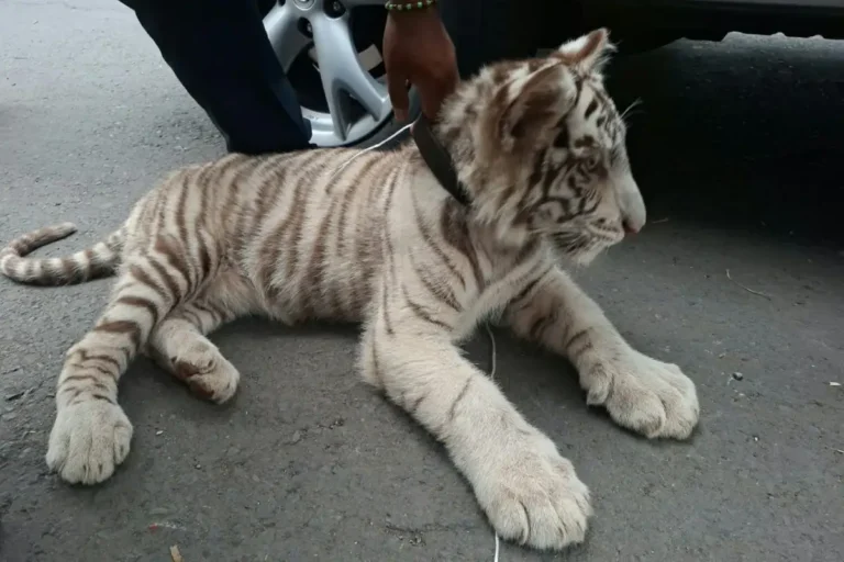 Detienen a hombre con cría de tigre blanco en Iztapalapa
