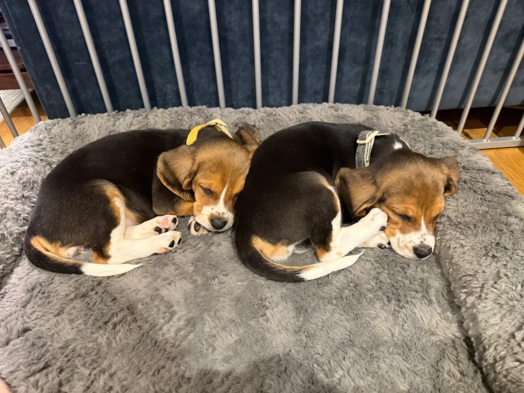Crean perros hipoalergénicos con edición genética CRISPR 2 Crean perros hipoalergénicos con edición genética CRISPR