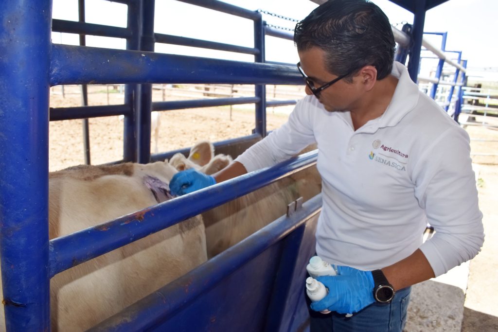 Liberan 40.4 millones de moscas estériles en Chihuahua 1 Liberan 40.4 millones de moscas estériles en Chihuahua