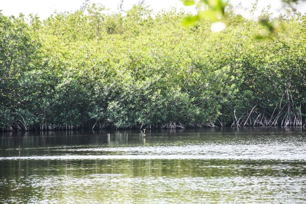 México pierde 27 mil hectáreas de manglar en cinco años 1 México pierde 27 mil hectáreas de manglar en cinco años