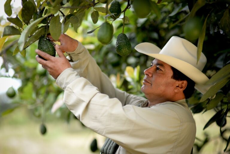 México reanuda exportación de aguacate de Michoacán a EU