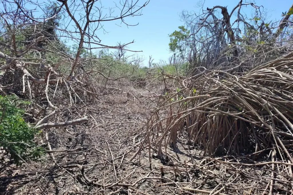 México pierde 27 mil hectáreas de manglar en cinco años 2 México pierde 27 mil hectáreas de manglar en cinco años