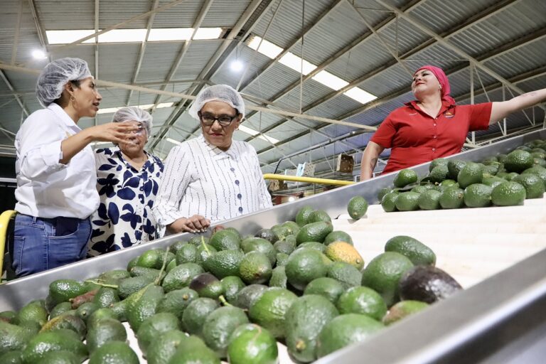 Rosa Icela Rodríguez recorre zona aguacatera de Michoacán