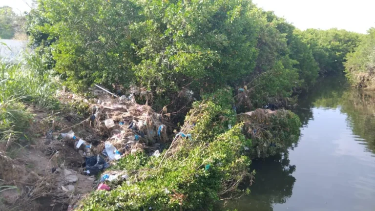 México pierde 27 mil hectáreas de manglar en cinco años