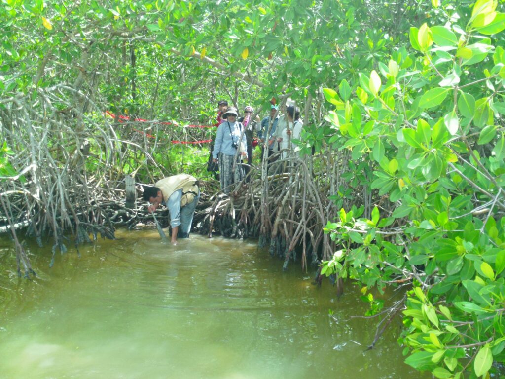 México pierde 27 mil hectáreas de manglar en cinco años 3 México pierde 27 mil hectáreas de manglar en cinco años
