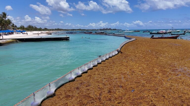 Instalan barreras antisargazo en playas de Playa del Carmen