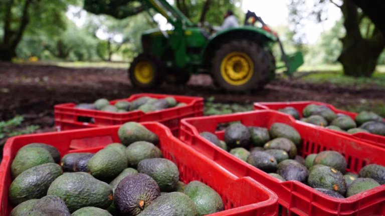 México busca reanudar exportación de aguacate a EU