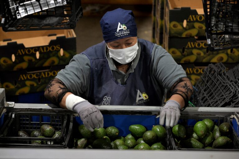 Mexicanos inspeccionan aguacate para EU en Michoacán