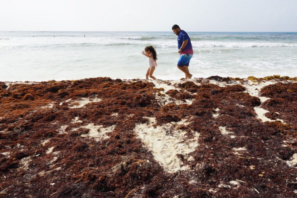 Sargazo comienza a disminuir en el Caribe mexicano 1 Sargazo comienza a disminuir en el Caribe mexicano