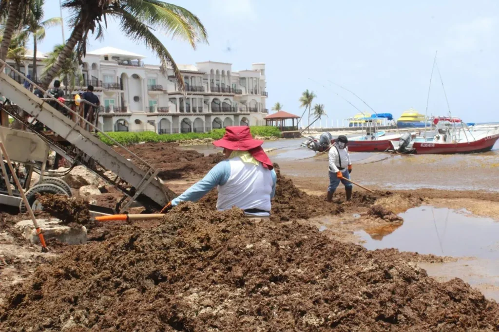 Sargazo comienza a disminuir en el Caribe mexicano 2 Sargazo comienza a disminuir en el Caribe mexicano