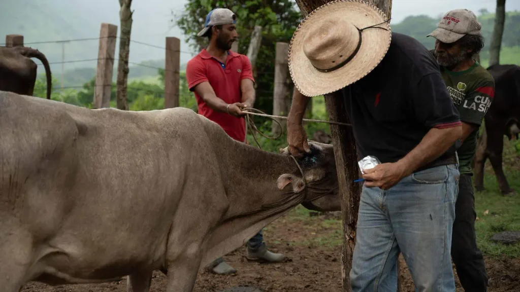 Durango confirma primer caso humano de gusano barrenador 2 Durango confirma primer caso humano de gusano barrenador