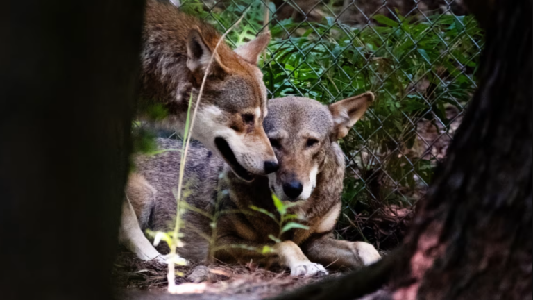 Trump permite dañar especies protegidas por accidente en EU