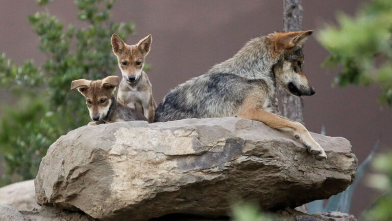 Trump evalúa retirar protección al lobo gris mexicano
