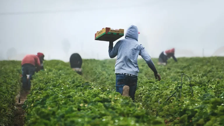 Agricultura tendría alza de 13.4% en presupuesto 2027