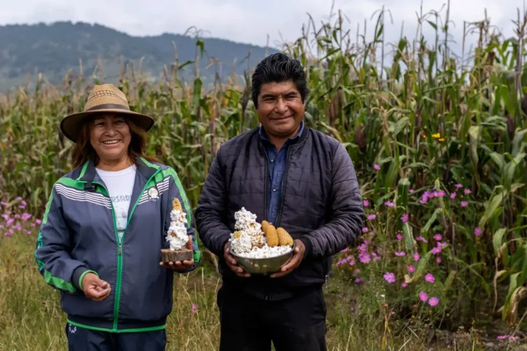 Maíz tolonki: la lucha por preservar un grano ancestral