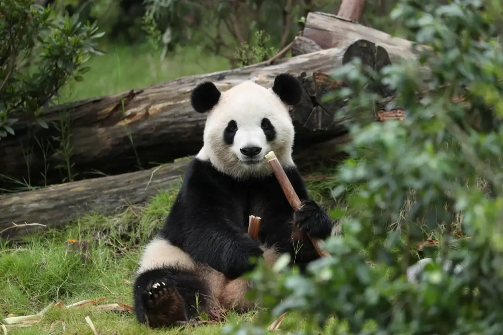 Xi anuncia llegada de dos pandas a zoológico de Atlanta 2 Xi anuncia llegada de dos pandas a zoológico de Atlanta