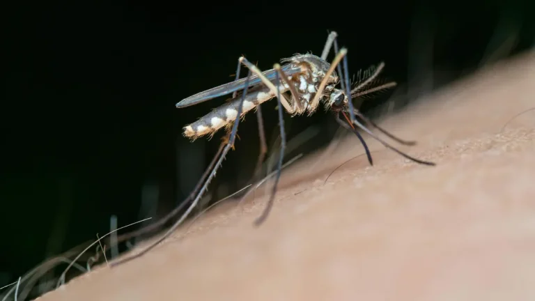 Nayarit registra 114 casos de dengue en 2026