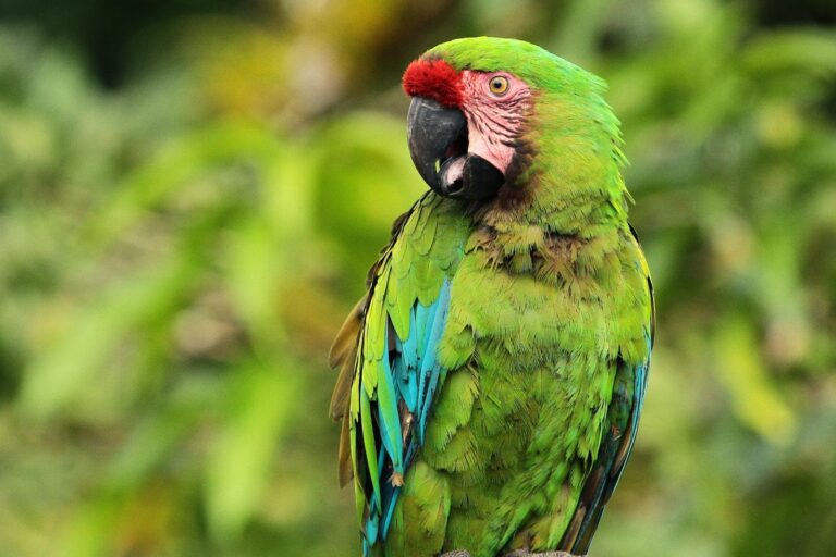 Guacamaya verde enfrenta amenazas por tráfico ilegal