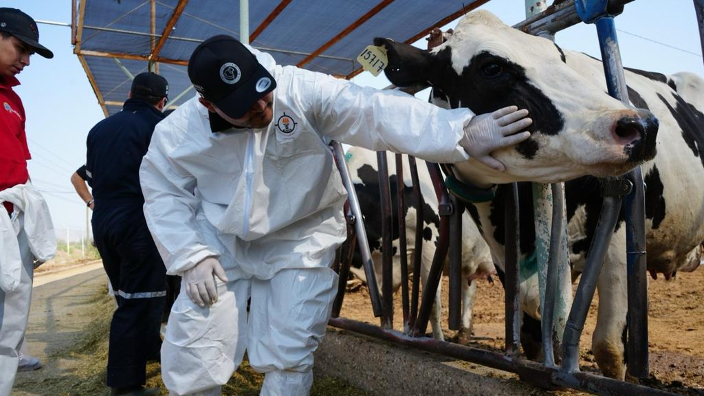 Proponen larvicida contra gusano barrenador en México 2 Proponen larvicida contra gusano barrenador en México