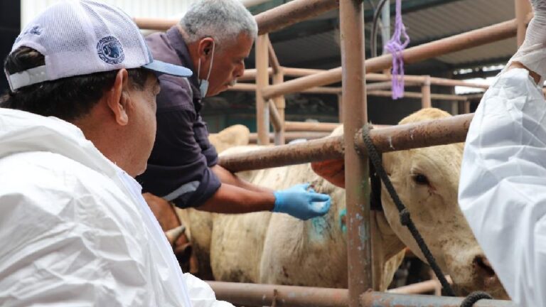Proponen larvicida contra gusano barrenador en México