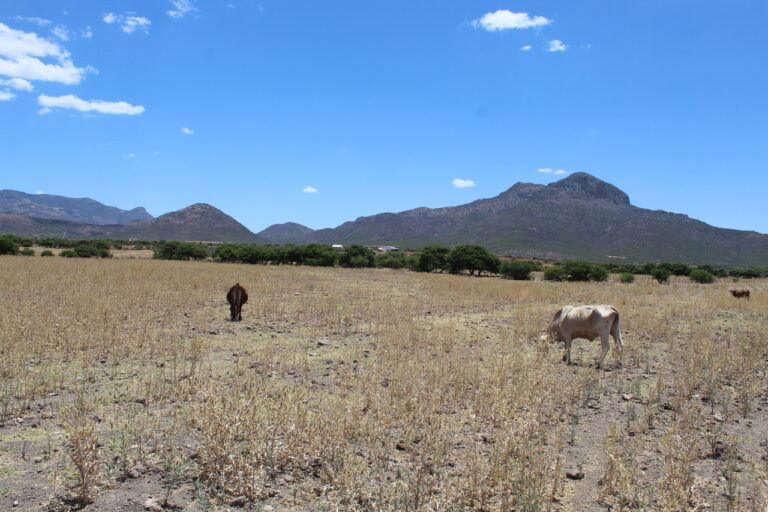 Durango registra déficit de lluvias y afecta al campo