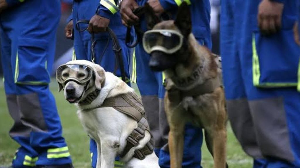 Semar reconoce la labor de sus binomios caninos y el legado de Frida 2 Semar reconoce la labor de sus binomios caninos y el legado de Frida