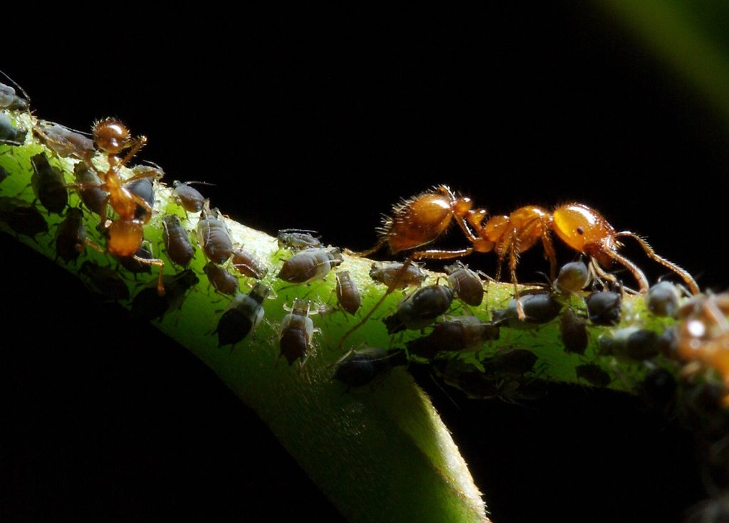 UNAM alerta sobre el riesgo de hormigas invasoras en México 1 UNAM alerta sobre el riesgo de hormigas invasoras en México