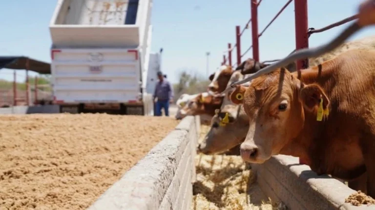México reanuda exportación de ganado a Estados Unidos