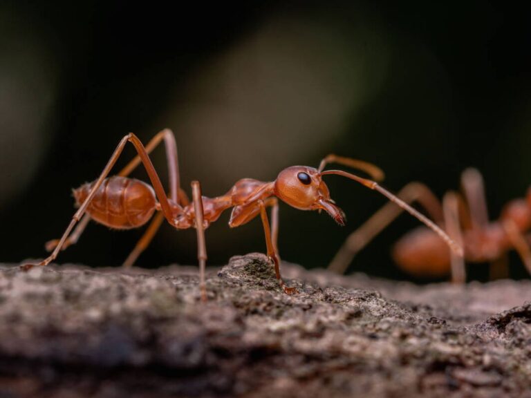 UNAM alerta sobre el riesgo de hormigas invasoras en México