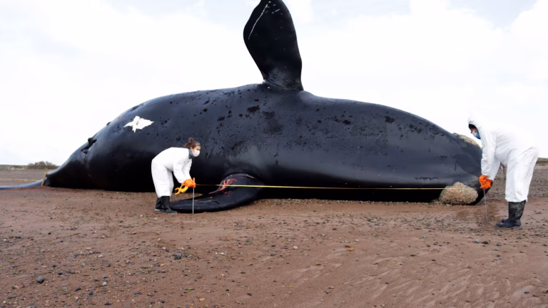 Mortandad de ballenas en la Patagonia alerta a científicos