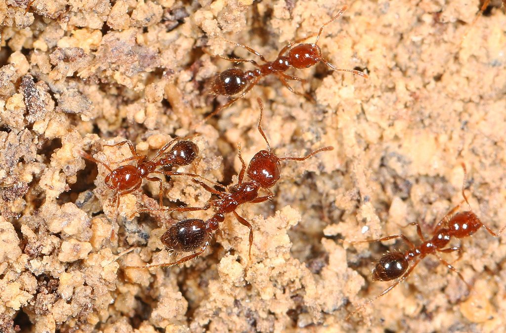 UNAM alerta sobre el riesgo de hormigas invasoras en México 2 UNAM alerta sobre el riesgo de hormigas invasoras en México