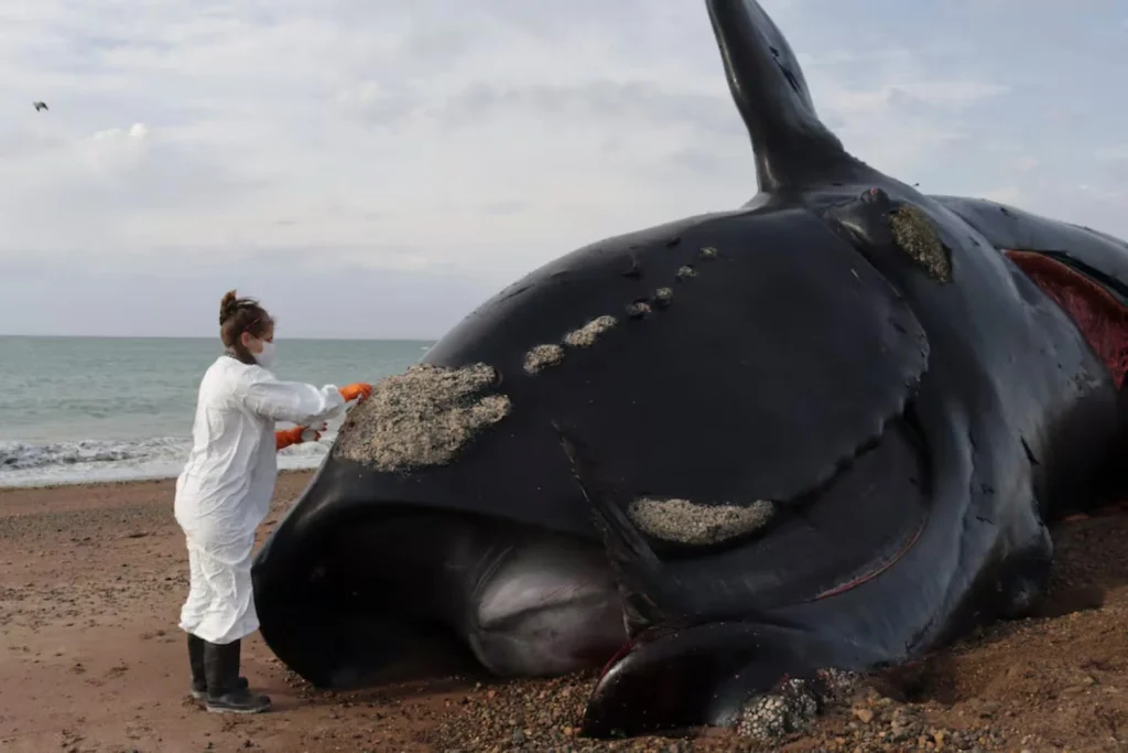 Mortandad de ballenas en la Patagonia alerta a científicos 2 Mortandad de ballenas en la Patagonia alerta a científicos
