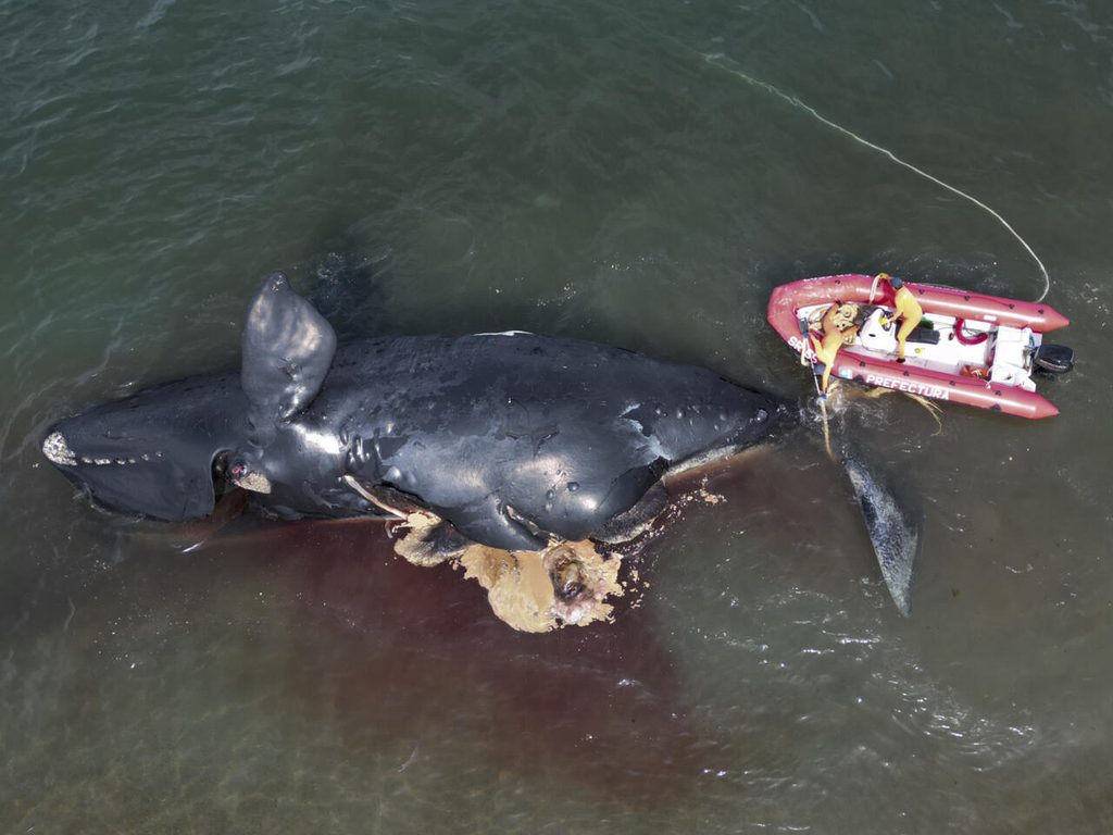 Mortandad de ballenas en la Patagonia alerta a científicos 1 Mortandad de ballenas en la Patagonia alerta a científicos