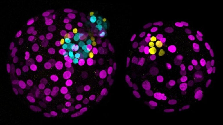 Estudio revela que los ovarios siguen activos tras la menopausia