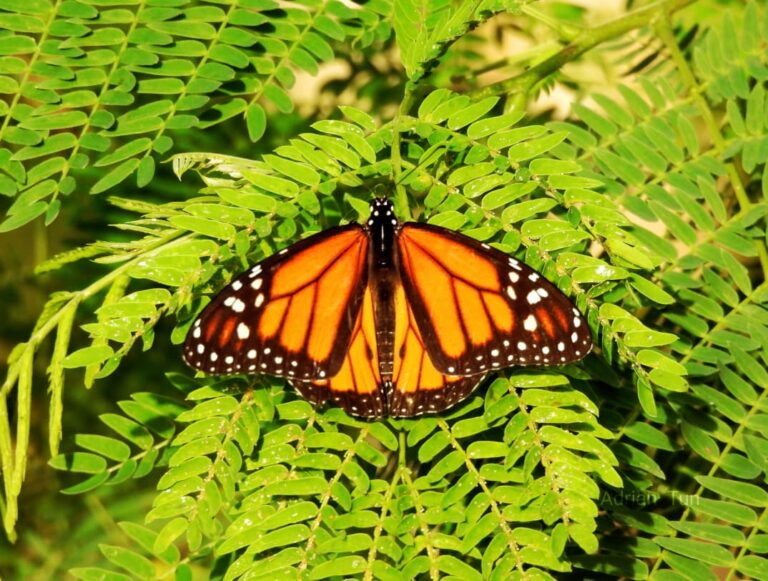 Avistan mariposa monarca en la isla de Cozumel