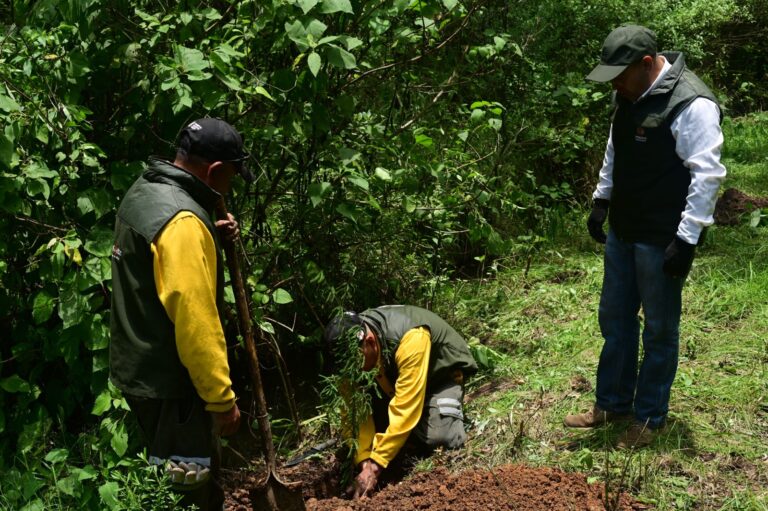 México recibirá 85.3 millones de dólares para proteger bosques